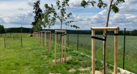 Výsadba stromů v areálu Sokol Zvole